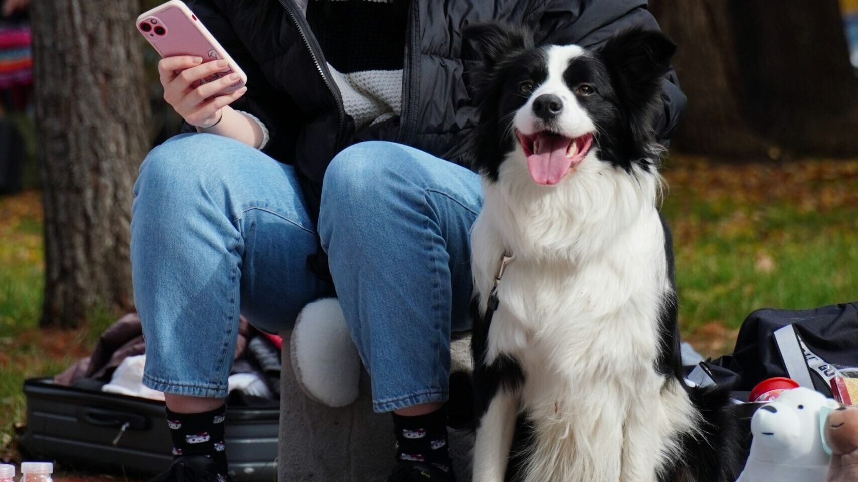 ドッグラン　MEO