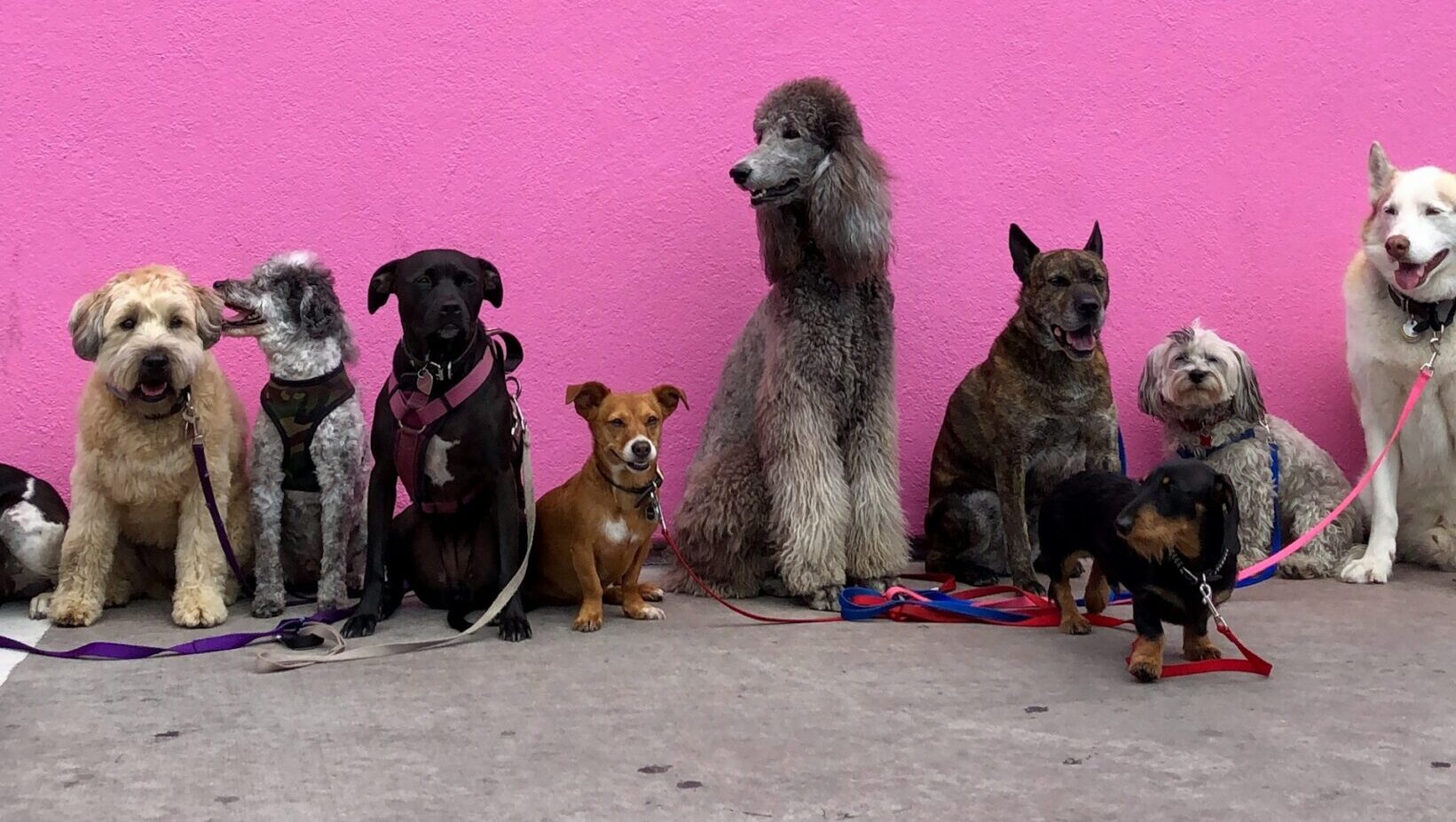 ドッグラン　MEO